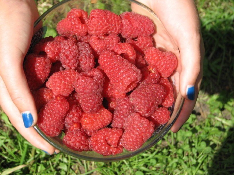 framboises maroseyka
