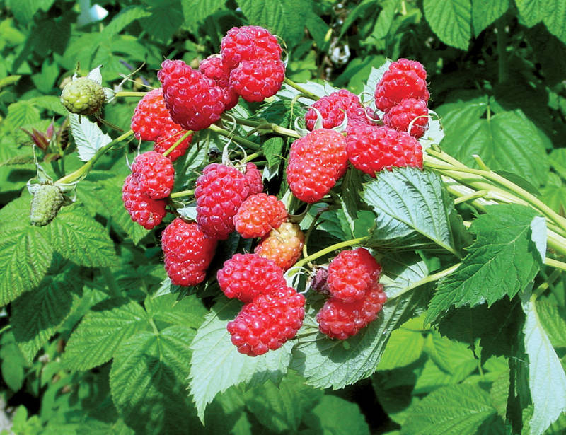 avantages et inconvénients de la framboise maroseyka