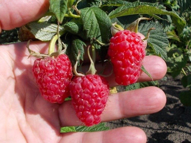 variété de framboise maroseyka
