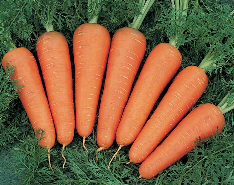 gros fruits de carottes variétés canada