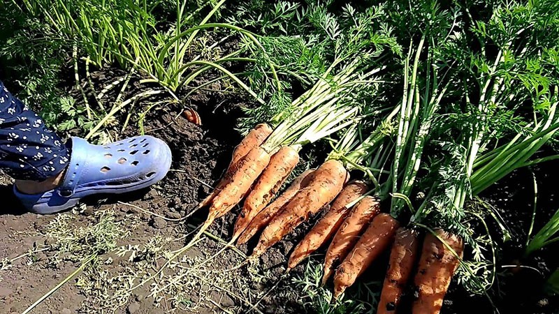 technologie de culture de carottes