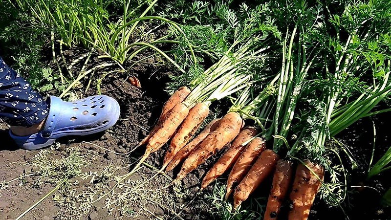 tecnología de cultivo de zanahorias