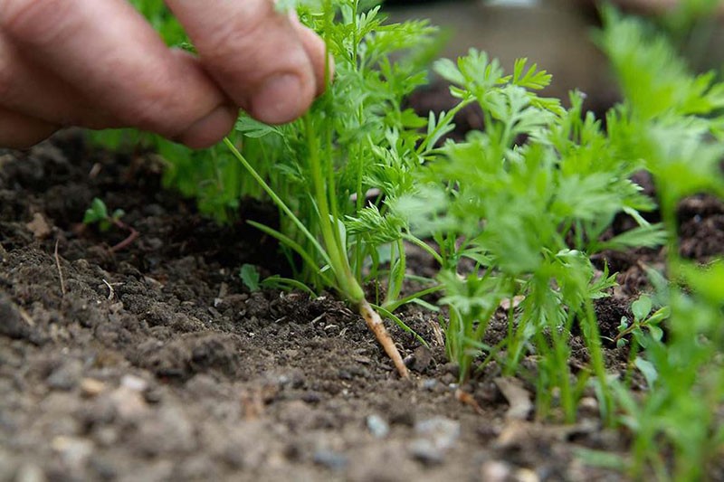 adelgazamiento de zanahorias