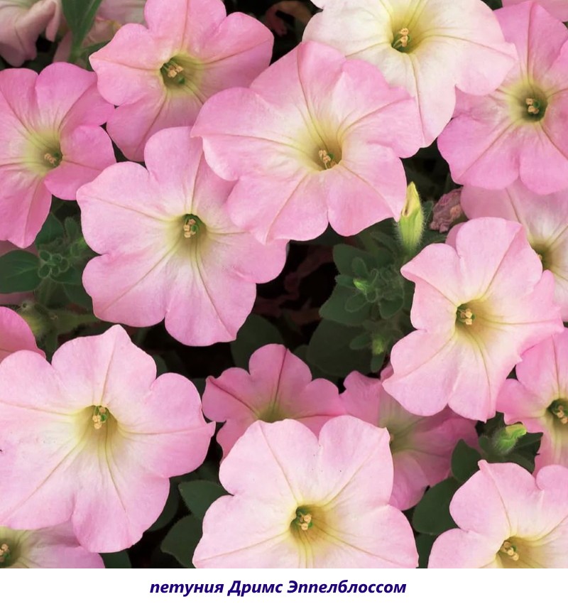 petunia sueños eppelblossom