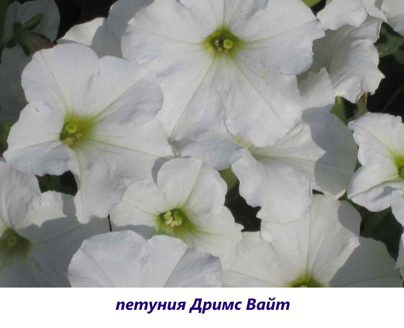 pétunia rêve blanc