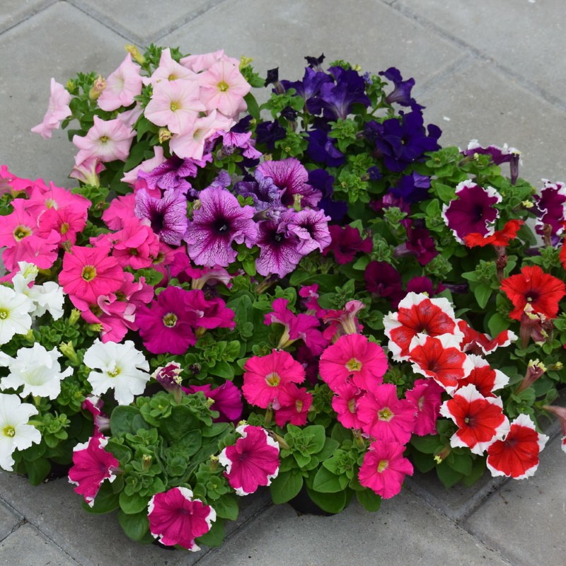 que son los sueños de petunia grandiflora