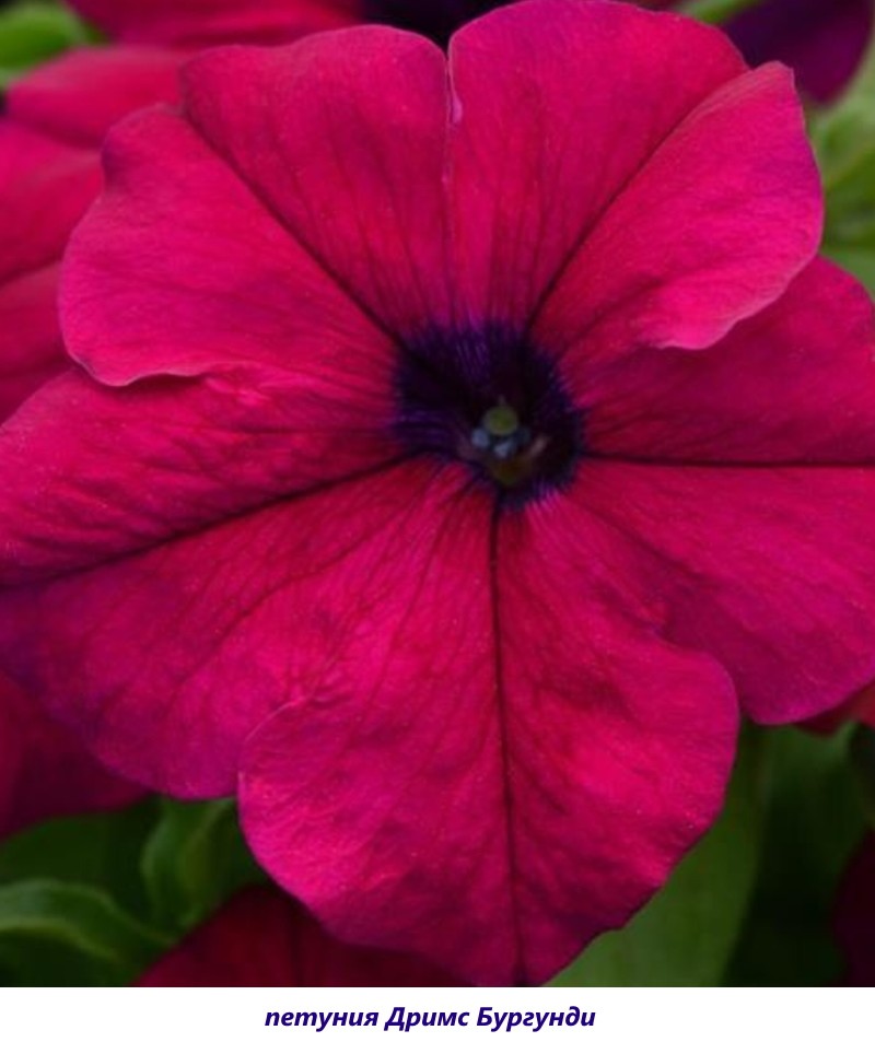 petunia sueños burdeos