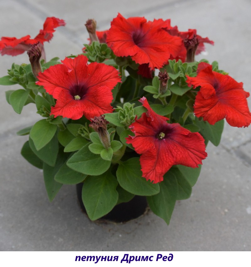 petunia sueños ed