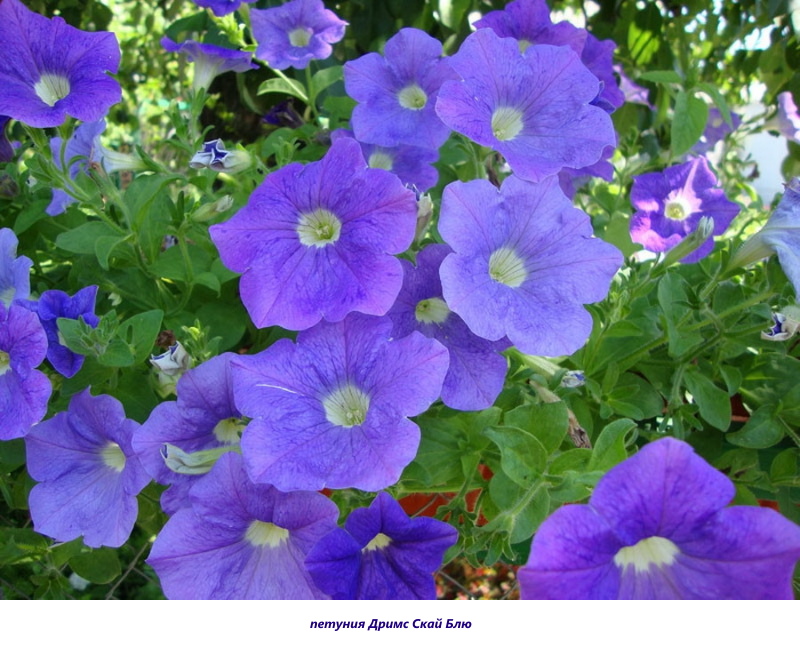 petunia sueños azul cielo