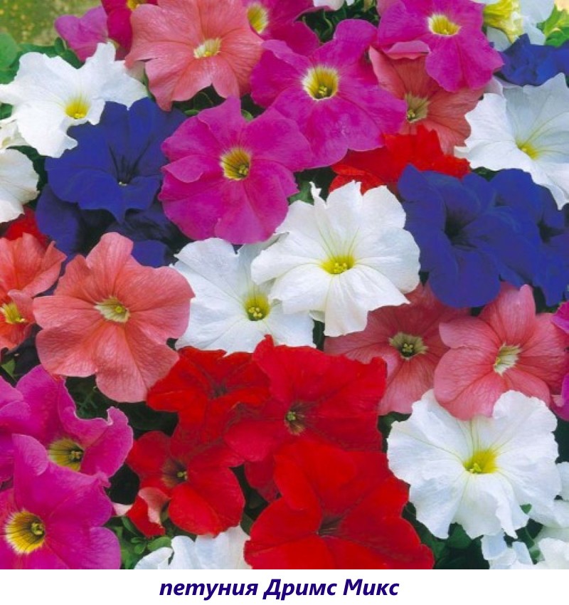 Petunia Dream Mix