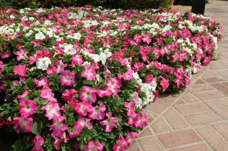 petunia grandiflora sueños