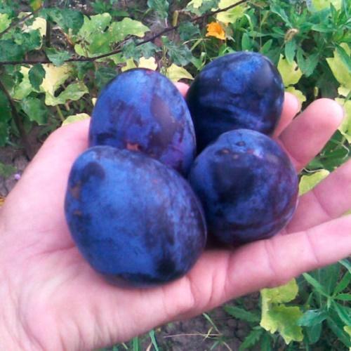 fruits hongrois