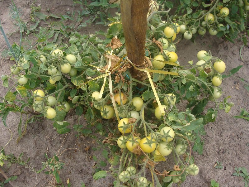 variété de tomate à haut rendement