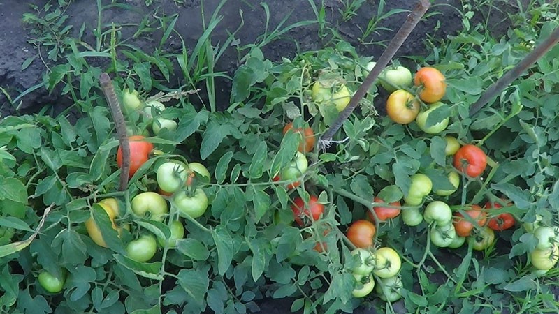 tomate en croissance