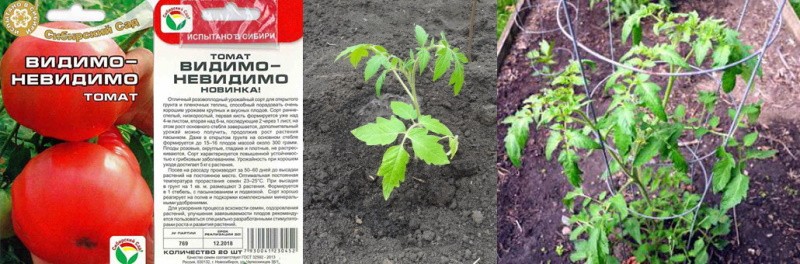 des graines aux tomates en fruits