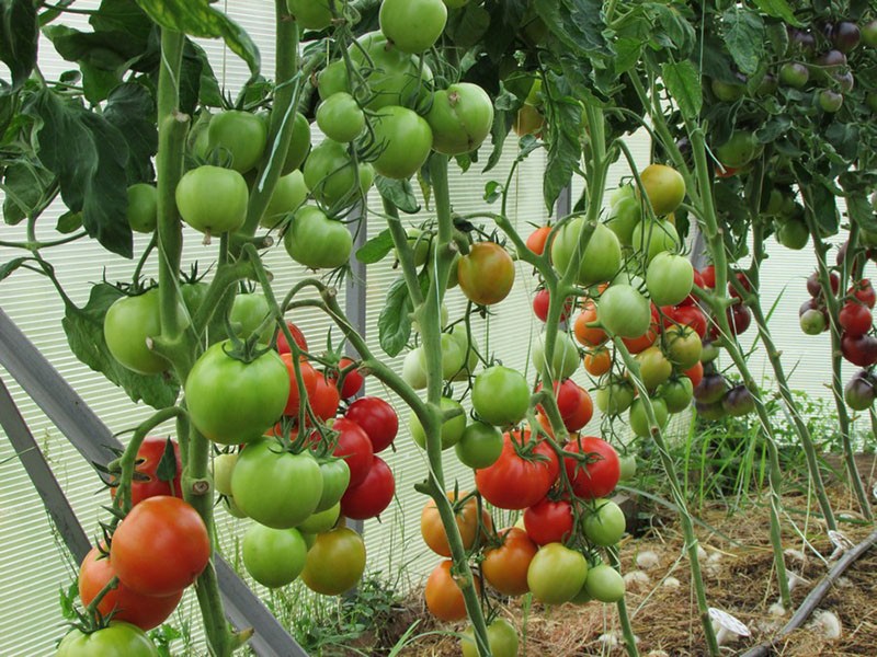 cuidado del tomate de invernadero