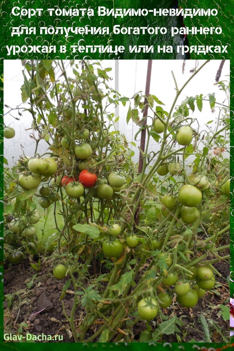 variedad de tomate visible e invisible