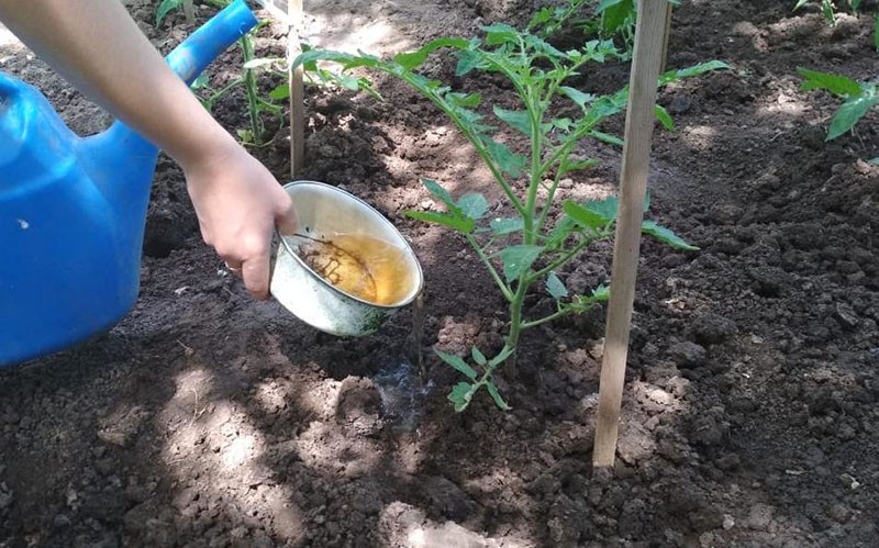 alimentando tomates