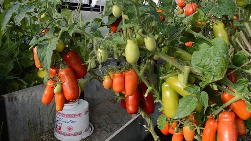 características de la variedad de tomate Zhigalo