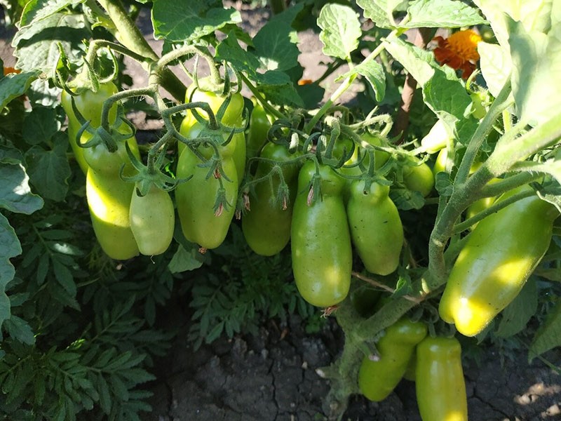 cultivo de la variedad de tomate Zhigalo