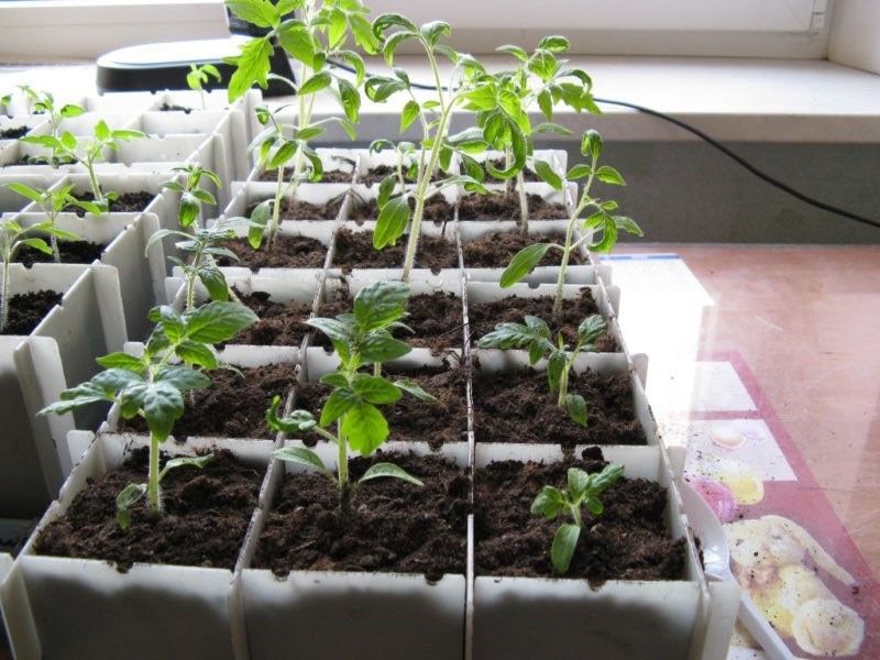 semis de tomates