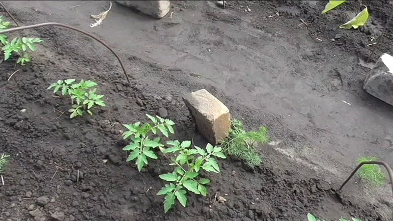 tomates en el jardín