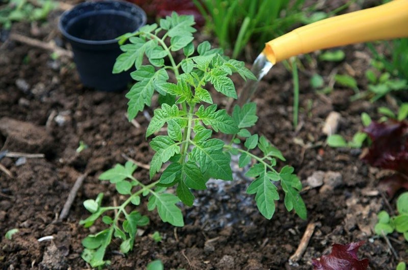 arroser les tomates