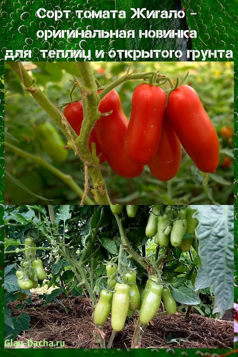 variété de tomate Zhigalo