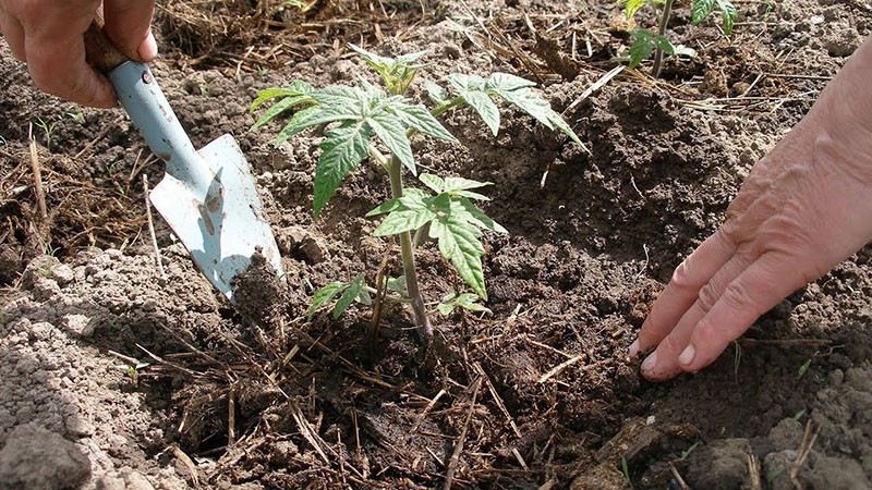 Plantar plántulas de tomate en campo abierto.