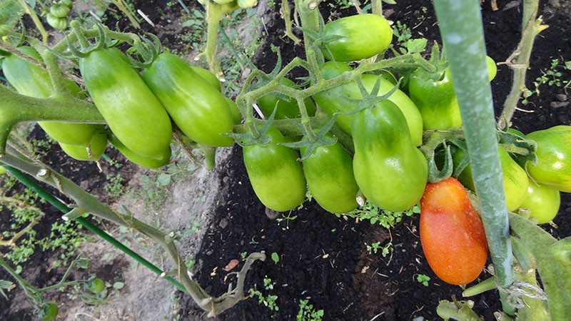 cuidado del tomate al aire libre