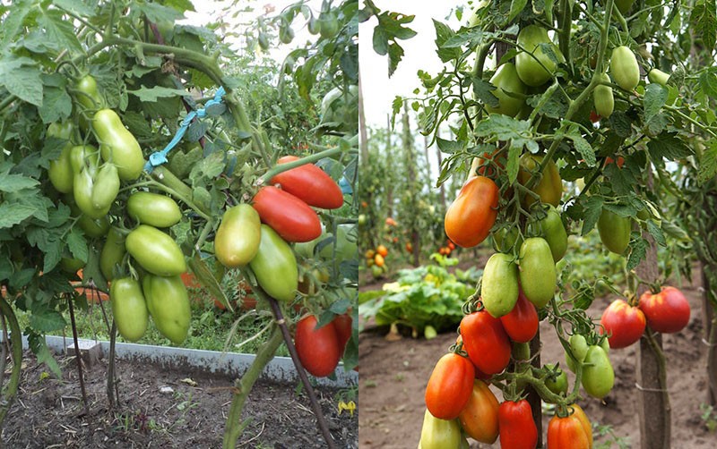 variété de tomate à haut rendement