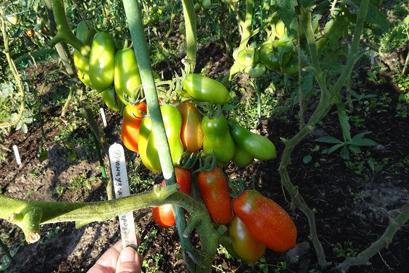 tomate de alto rendimiento