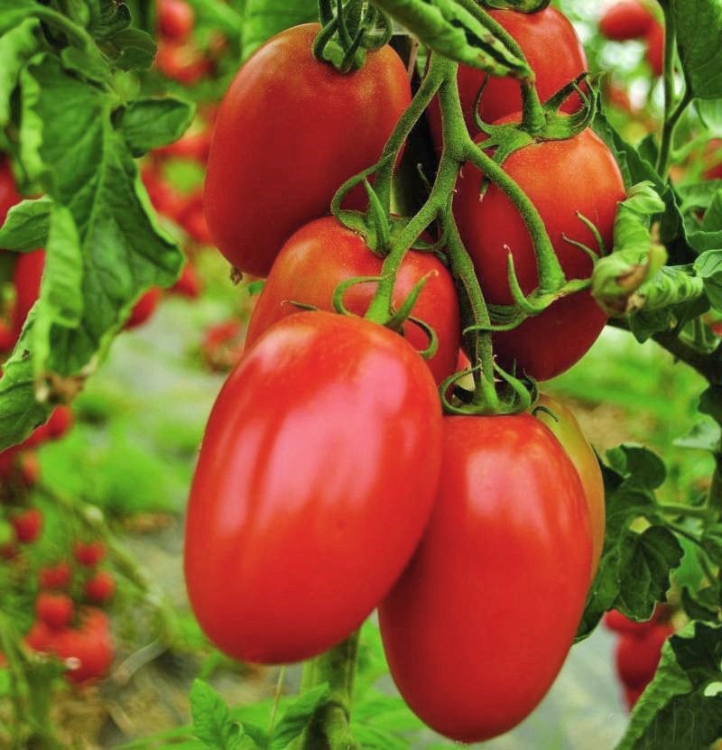 tomates mûres