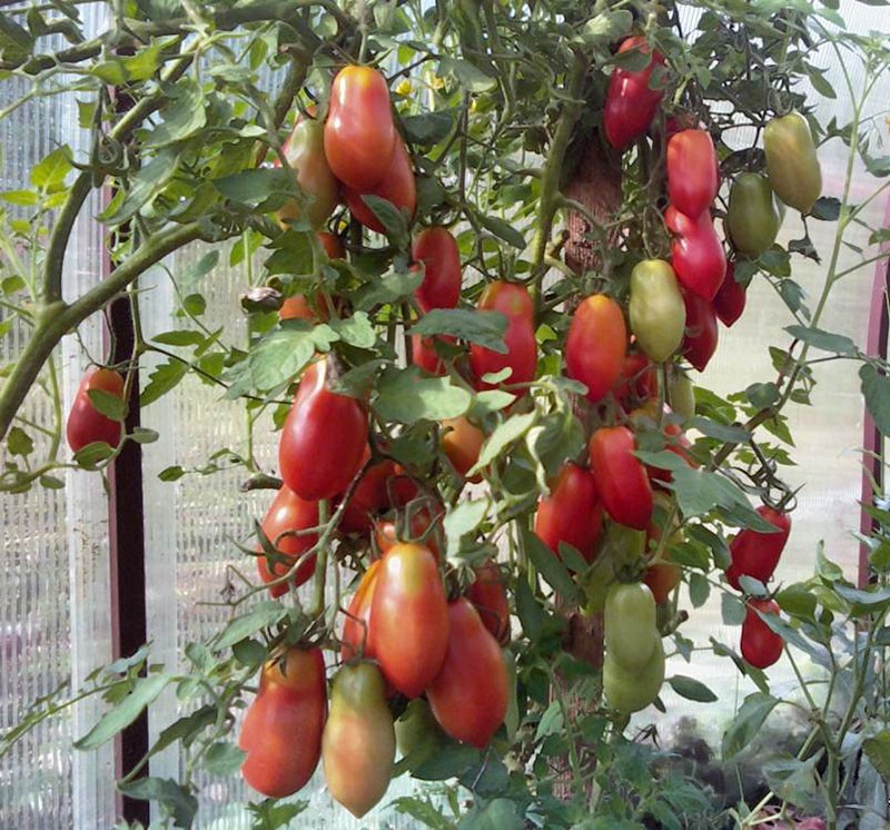 Racimo francés de variedad de tomate en invernadero