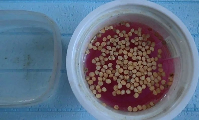 tratamiento de semillas con permanganato de potasio