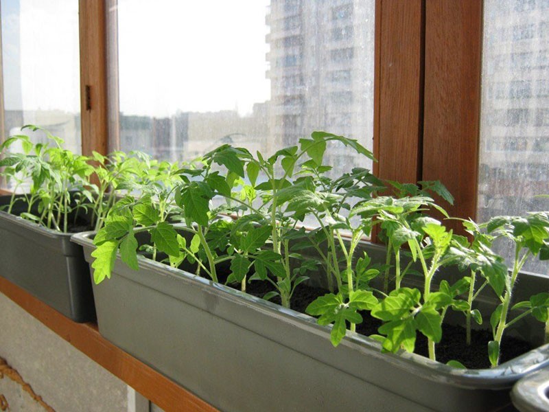 plántulas de tomate en el alféizar de la ventana