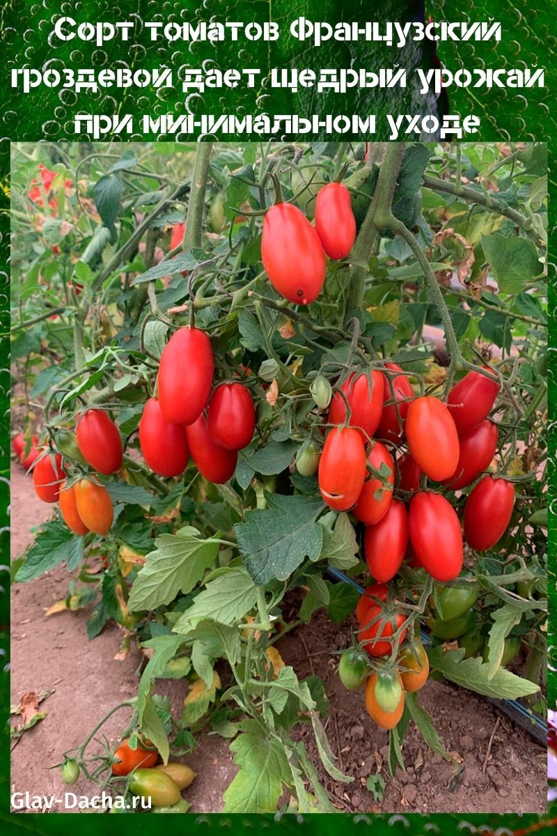 variedad de tomate racimo francés