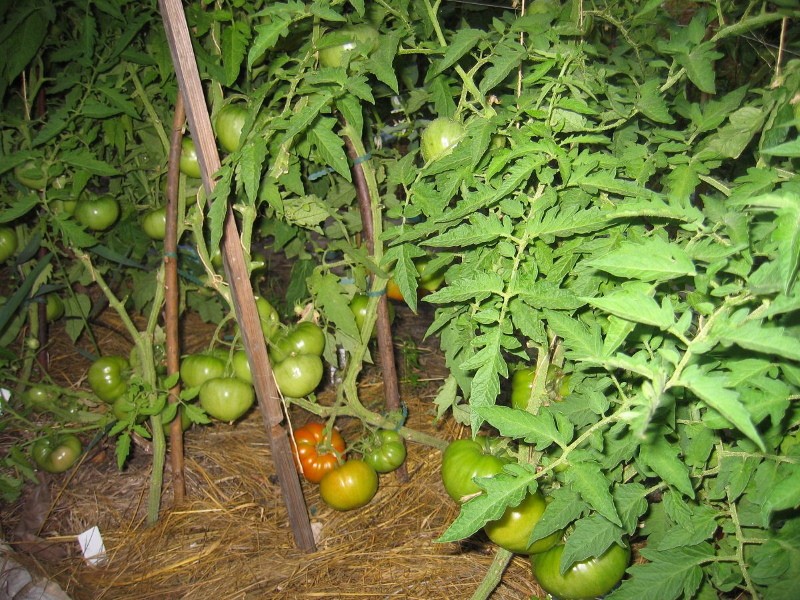 patte d'ours buisson de tomate
