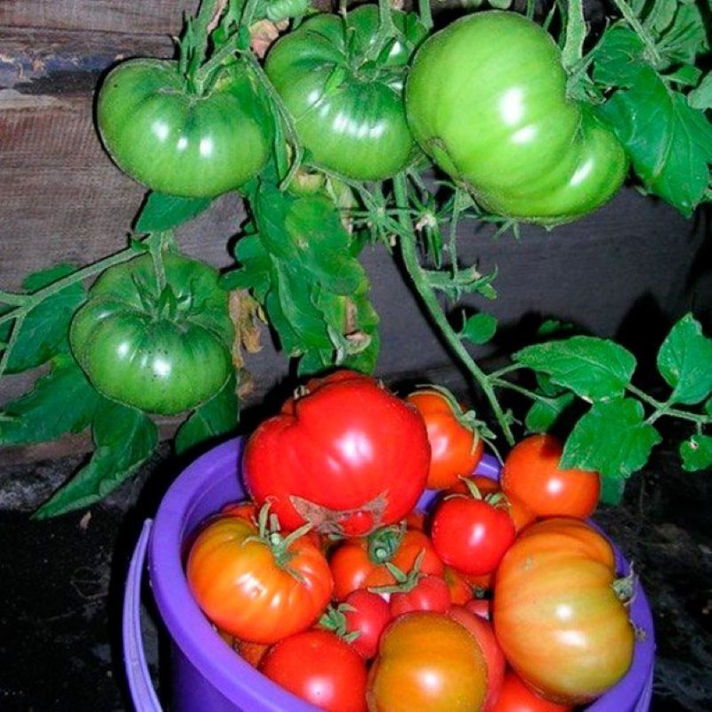 avantages et inconvénients de la patte d'ours à la tomate