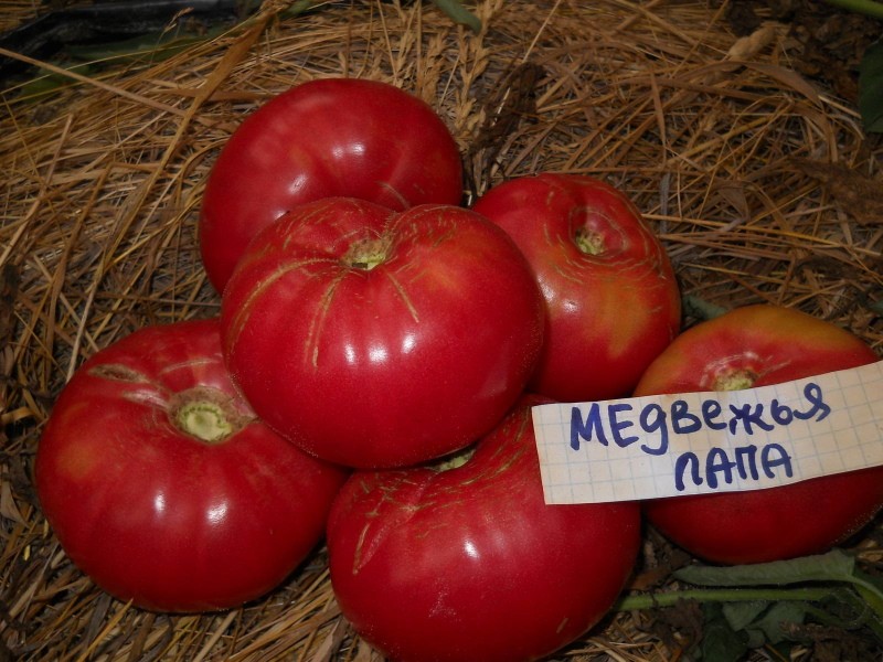 patte d'ours variété de tomate