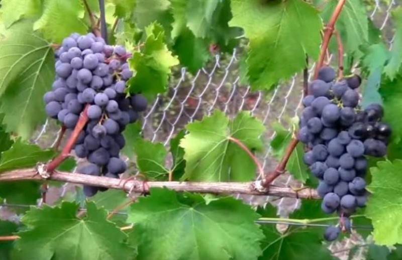 Descripción de la variedad de uvas Ilya Muromets