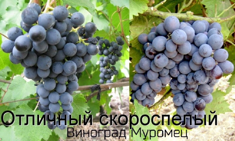 sabor de uvas ilya muromets