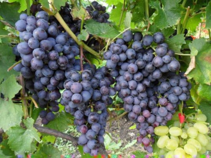 pros y contras de las uvas Muromets