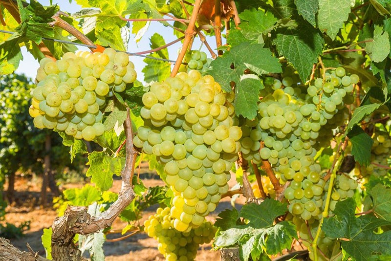 variedad de nuez moscada de pasas de mesa con maduración temprana