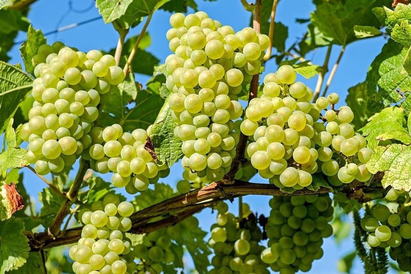 cultivo de uvas Rusbol