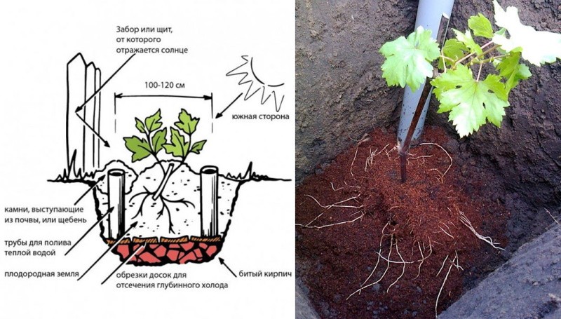 plantar plántulas de uva Rusbol