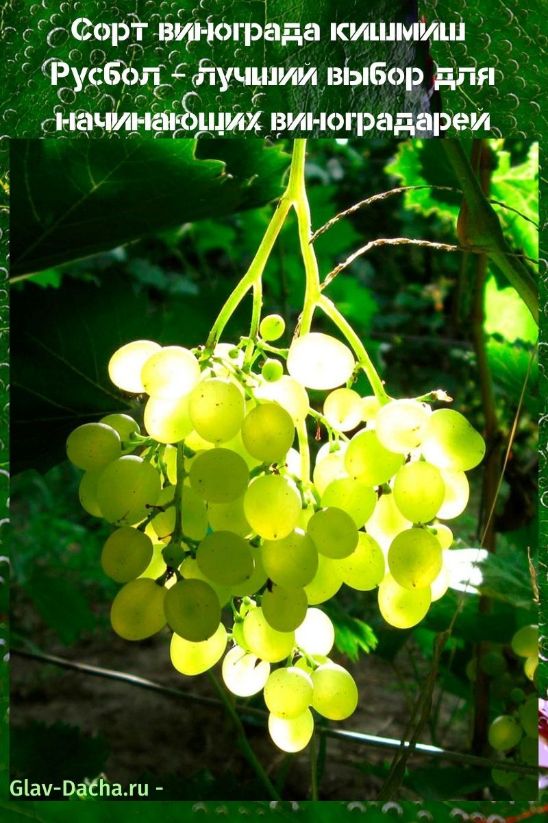 variedad de uva Kishmish Rusbol