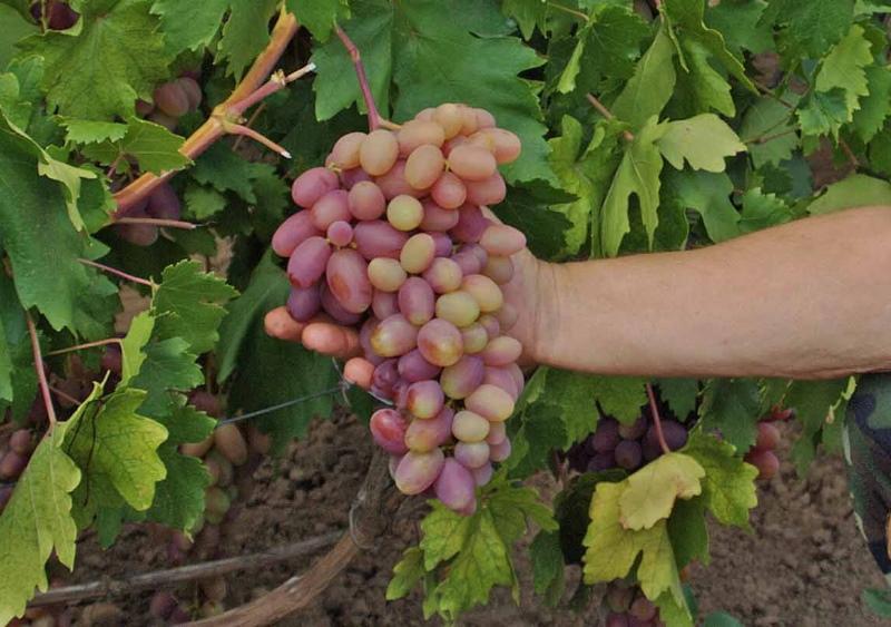 transformación racimo de uvas