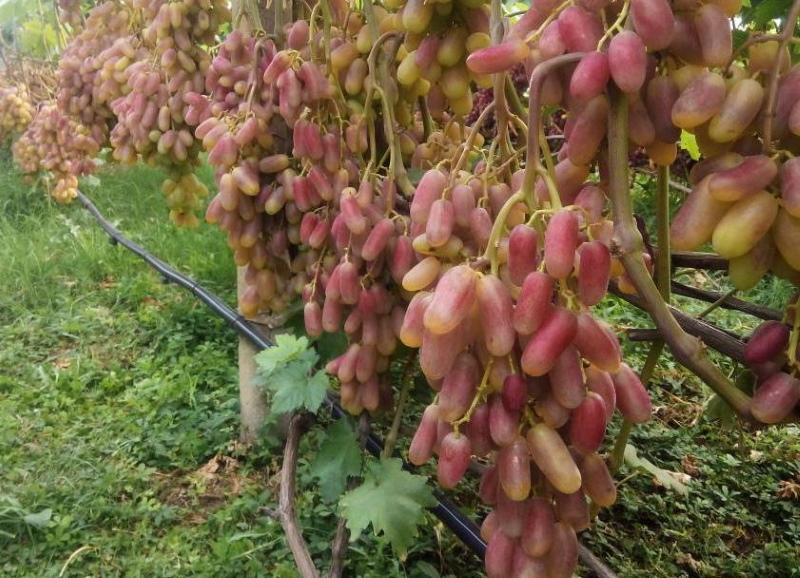 característica de la transformación de la variedad