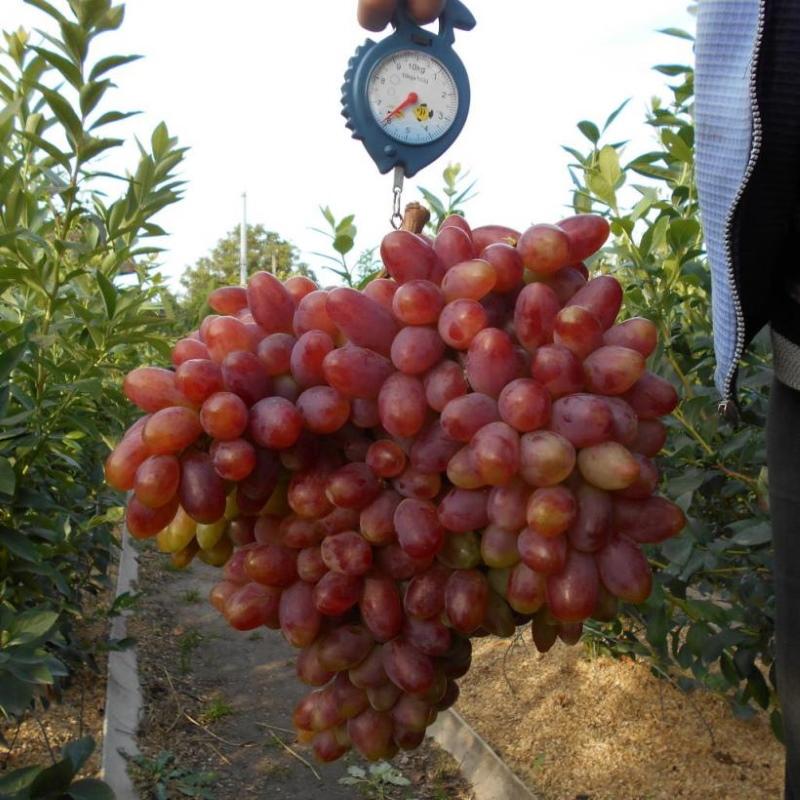 los pros y los contras del cambio de imagen de la variedad